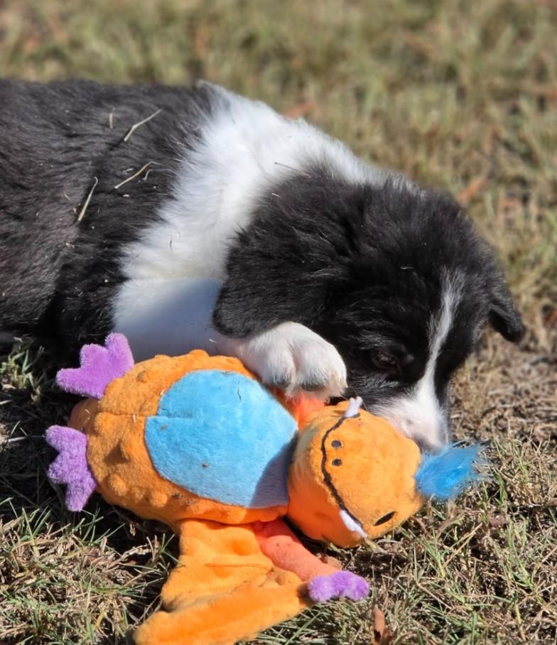 Enlarge Hattie, a Adopted mixed breed in Manchester, CT image 1/4