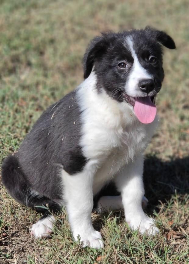 Enlarge Hattie, a Adopted mixed breed in Manchester, CT image 4/4