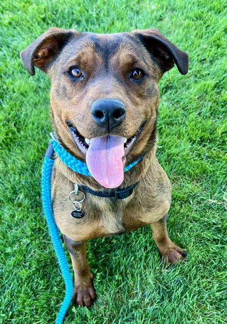 Enlarge GINKO, a Adoptable mixed breed in Sacramento, CA image 1/1