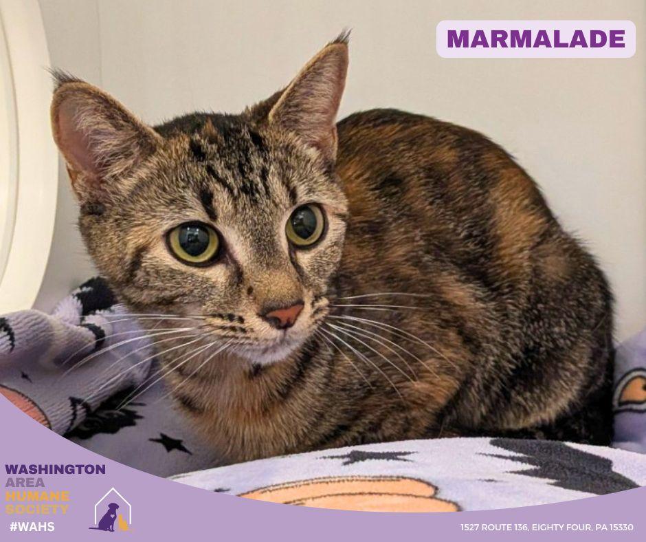 Enlarge Marmalade, a ADOPTABLE mixed breed in Eighty Four, PA image 1/1