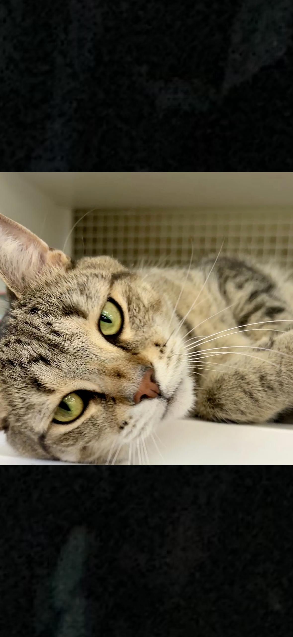 Wesley, Adoptable, Young Male Tabby & Domestic Short Hair.