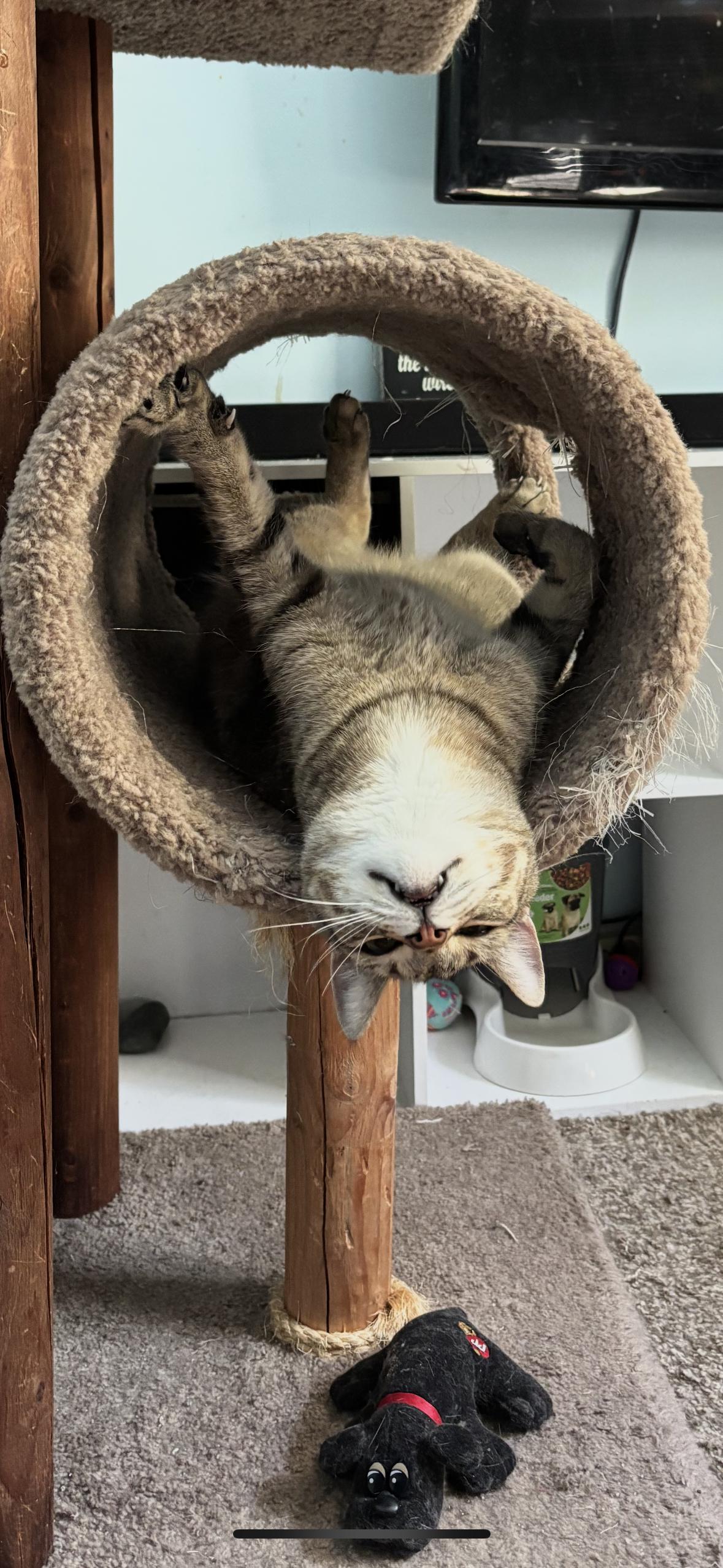 Enlarge Wesley, a Adoptable mixed breed in Cincinnati, OH image 2/3