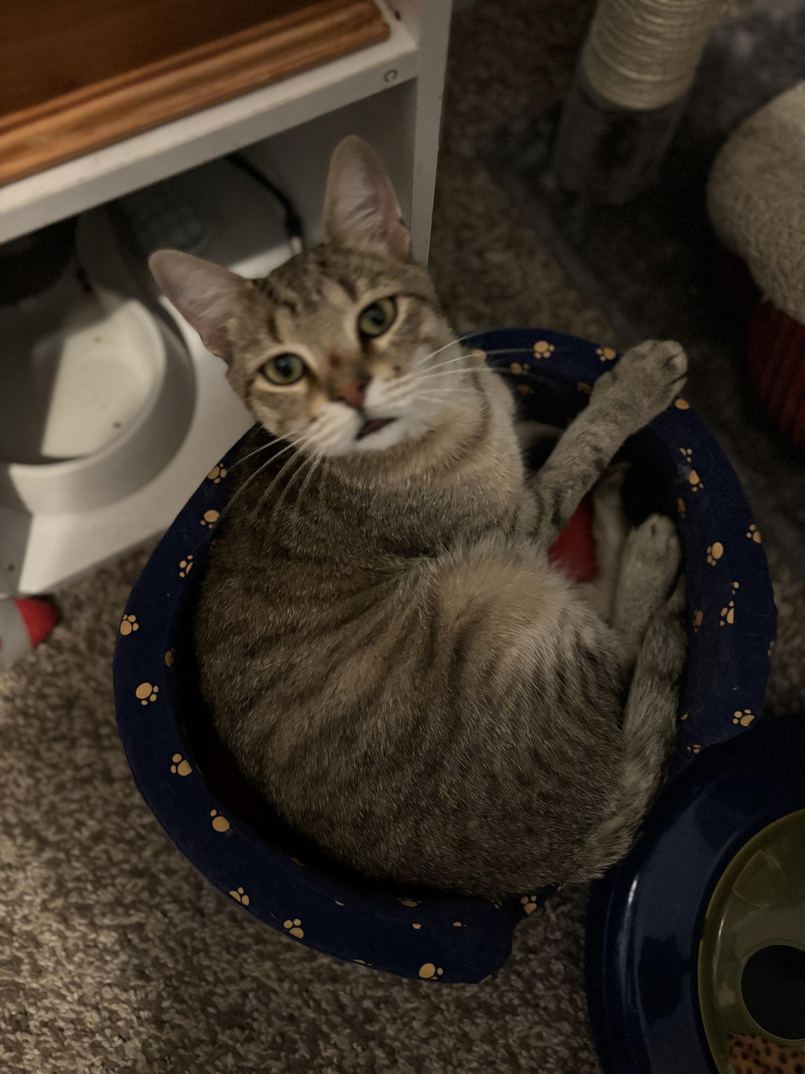 Enlarge Wesley, a Adoptable mixed breed in Cincinnati, OH image 3/3