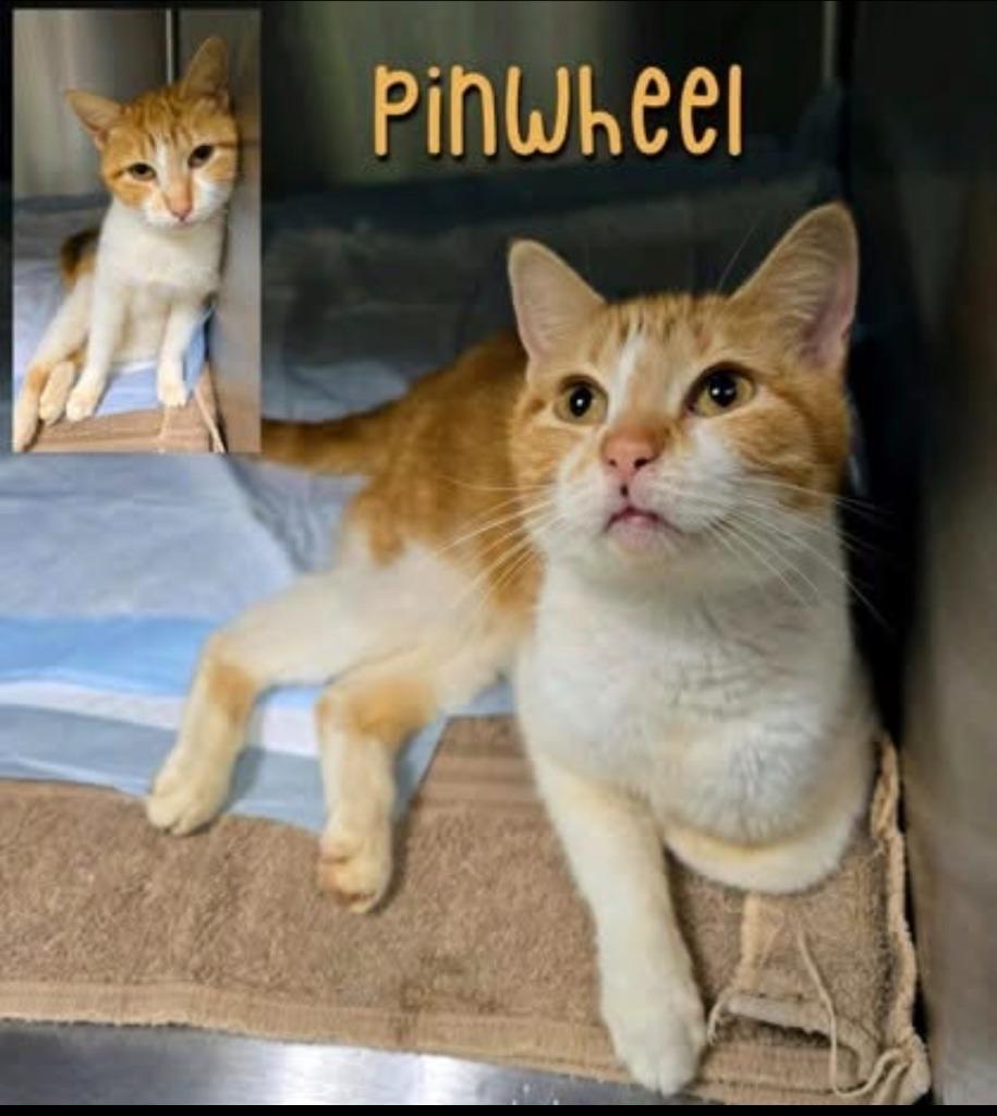 Enlarge Pinwheel, a Adopted mixed breed in Blountville, TN image 1/1