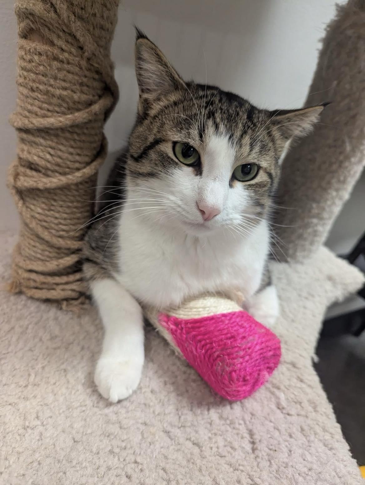 Enlarge JUNIOR, a Adoptable Tabby in Capshaw, AL image 1/1