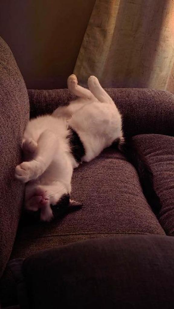 Xenia, Adoptable, Young Female Domestic Short Hair.