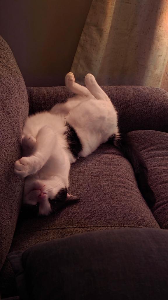 Xenia, Adoptable, Young Female Domestic Short Hair.