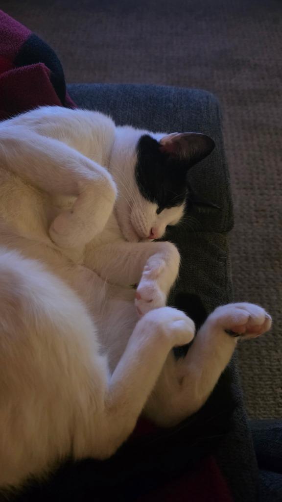 Enlarge Xenia, a Adoptable mixed breed in Pawtucket, RI image 2/6