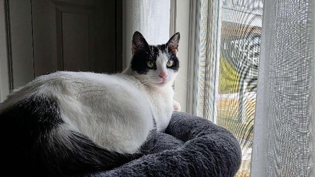 Enlarge Xenia, a Adoptable mixed breed in Pawtucket, RI image 3/5