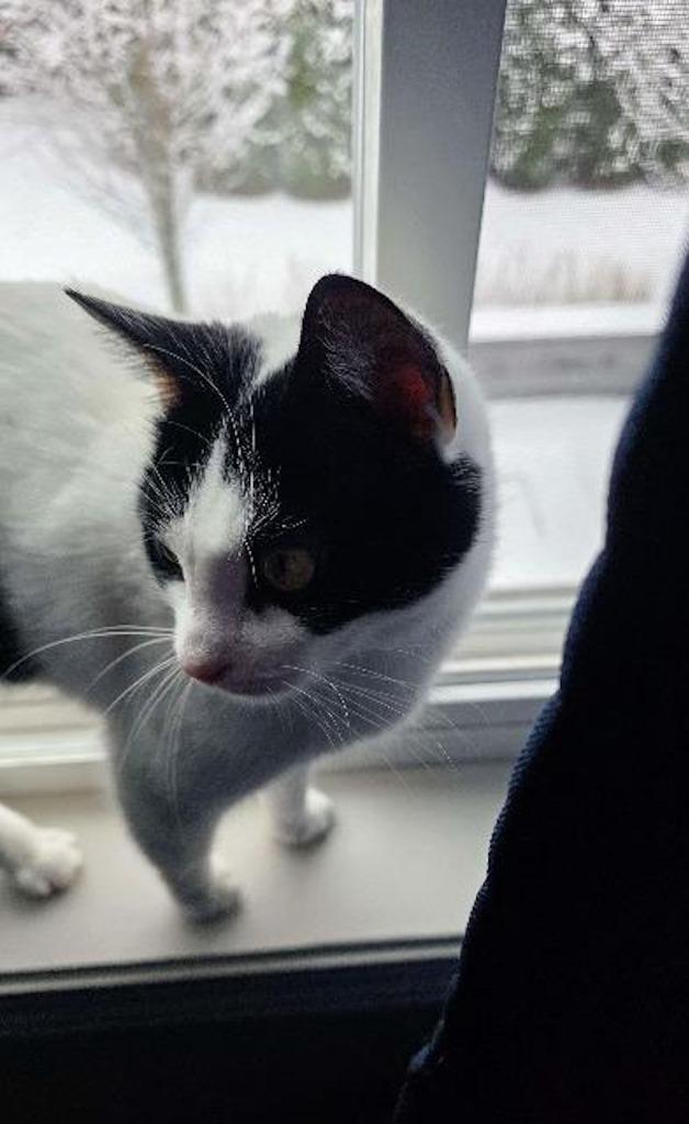 Xenia, Adoptable, Young Female Domestic Short Hair.