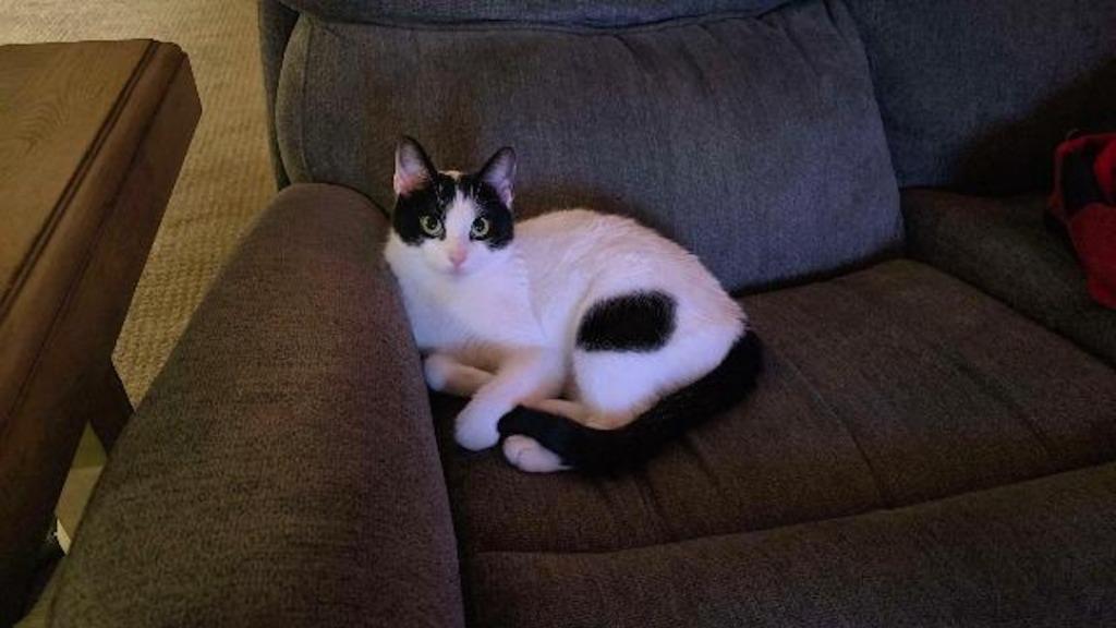 Enlarge Xenia, a Adoptable mixed breed in Pawtucket, RI image 2/6