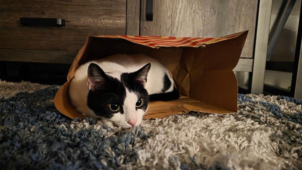 Enlarge Xenia, a Adoptable mixed breed in Pawtucket, RI image 5/6