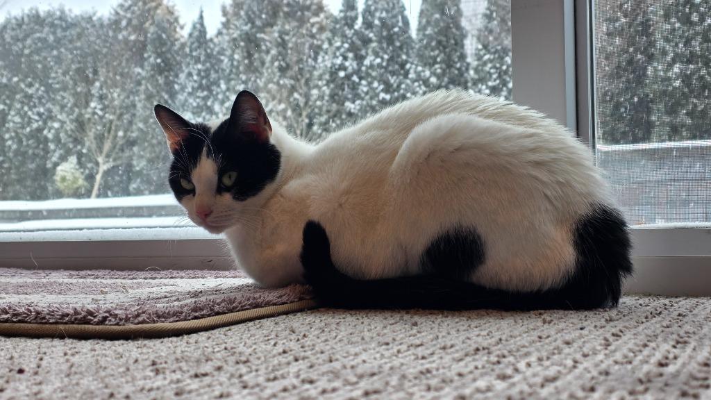 Enlarge Xenia, a Adoptable mixed breed in Pawtucket, RI image 3/6