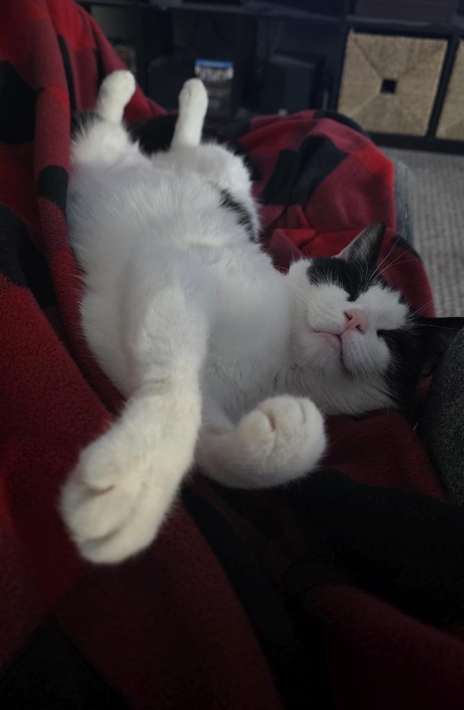 Enlarge Xenia, a Adoptable mixed breed in Pawtucket, RI image 4/6