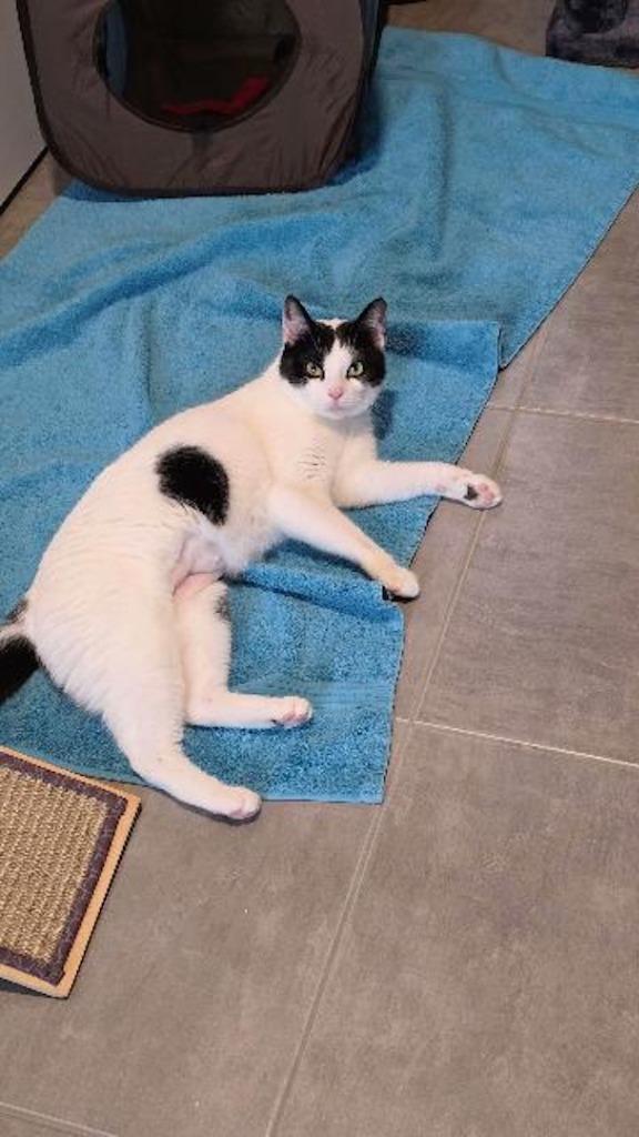 Enlarge Xenia, a Adoptable mixed breed in Pawtucket, RI image 5/6