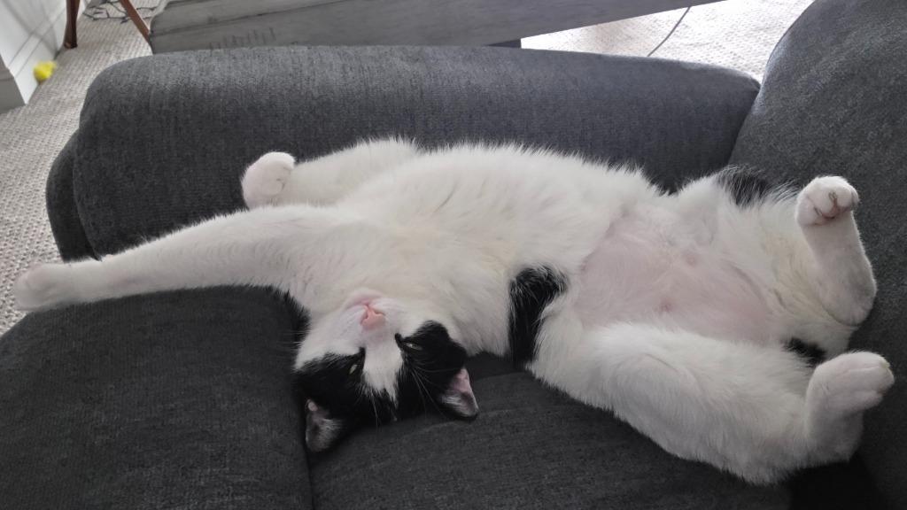 Enlarge Xenia, a Adoptable mixed breed in Pawtucket, RI image 6/6