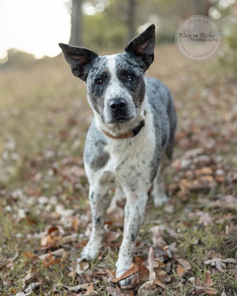 Georgia - Adopted, an adopted mixed breed in Tuscaloosa, AL image 3/6