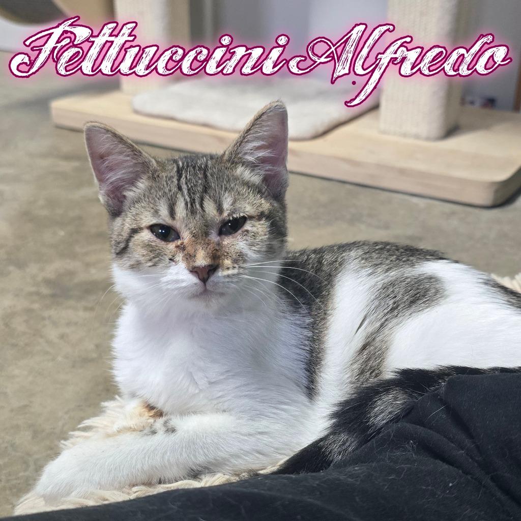 Fettuccini Alfredo, Adoptable, Kitten Female Domestic Short Hair.