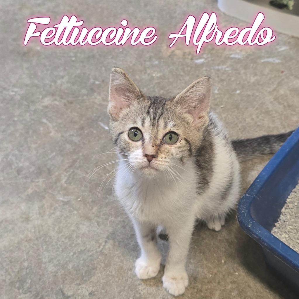 Fettuccini Alfredo, Adoptable, Kitten Female Domestic Short Hair.