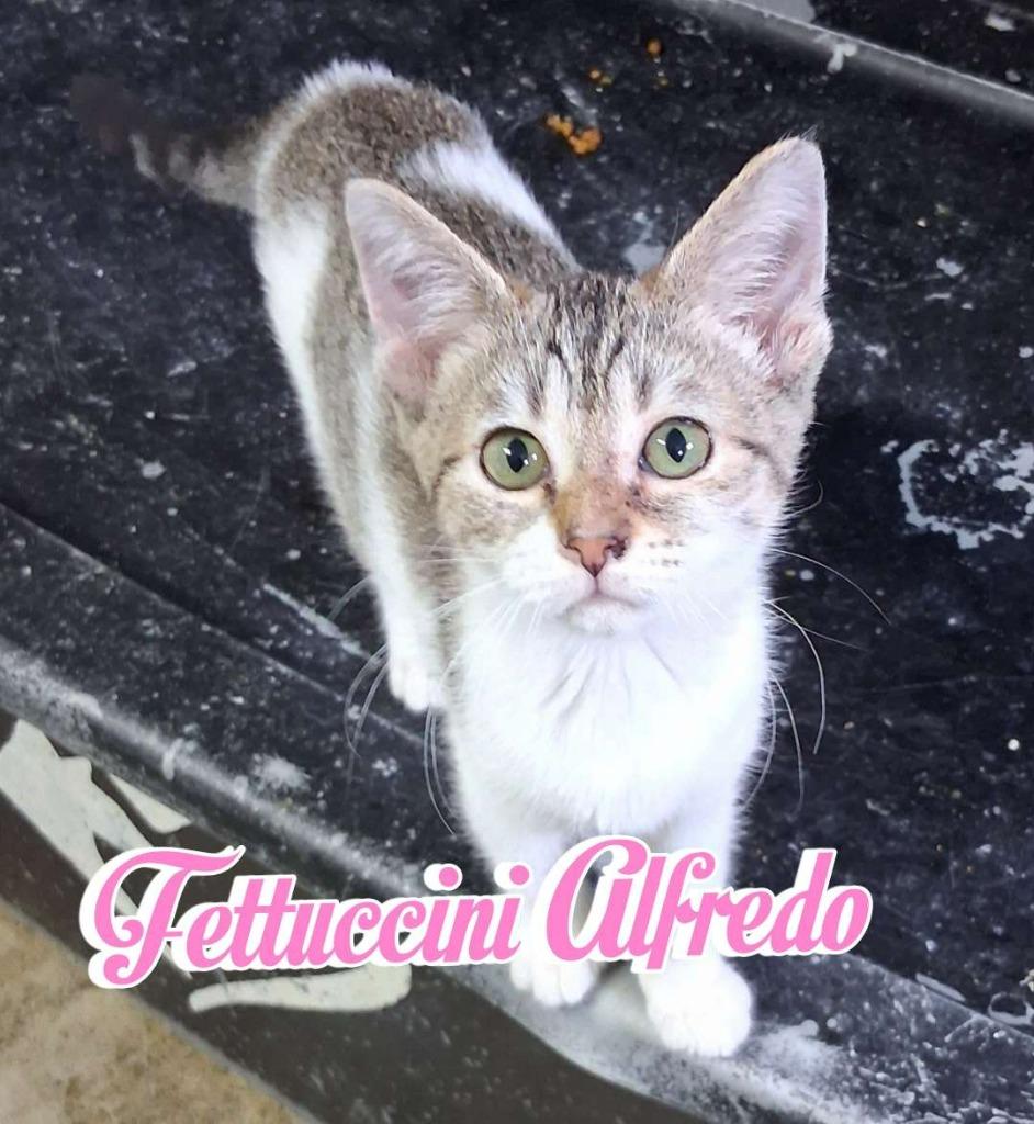 Fettuccini Alfredo, a Adoptable Domestic Short Hair in Hillsboro, OH image 3/6
