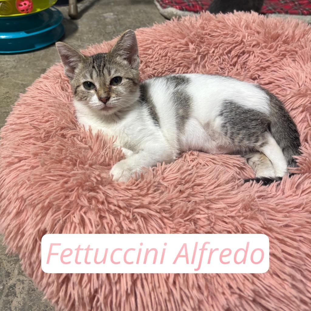 Fettuccini Alfredo, a Adoptable Domestic Short Hair in Hillsboro, OH image 4/6