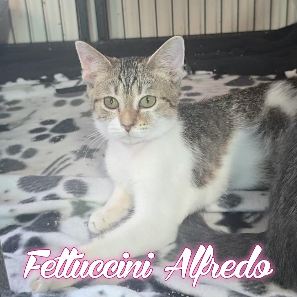 Fettuccini Alfredo, a Adoptable Domestic Short Hair in Hillsboro, OH image 5/6