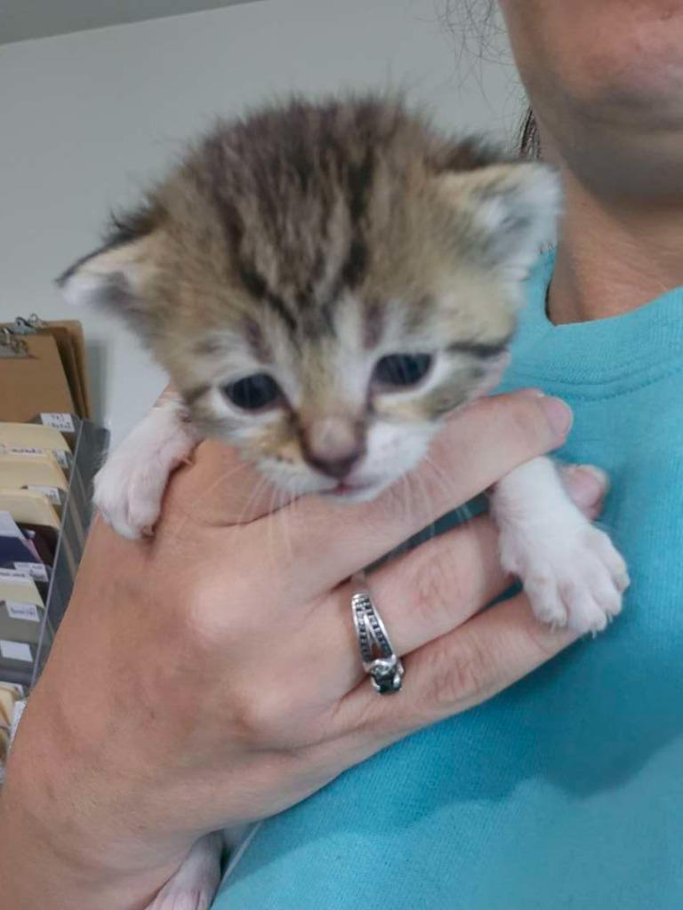 Enlarge Fettuccini Alfredo, a Adoptable Domestic Short Hair in Hillsboro, OH image 3/3