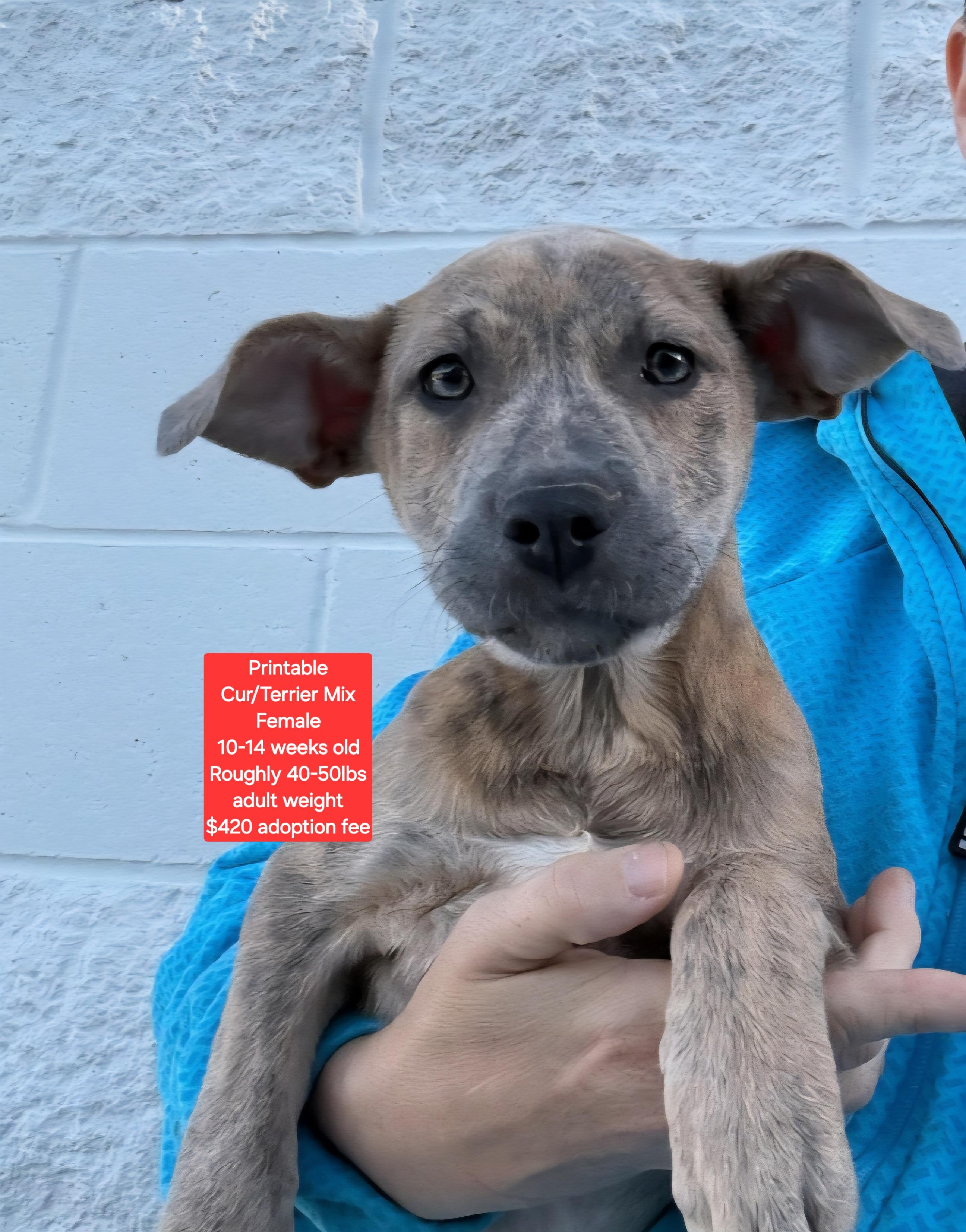 Enlarge Printable, a ADOPTABLE mixed breed in Oviedo, FL image 1/1