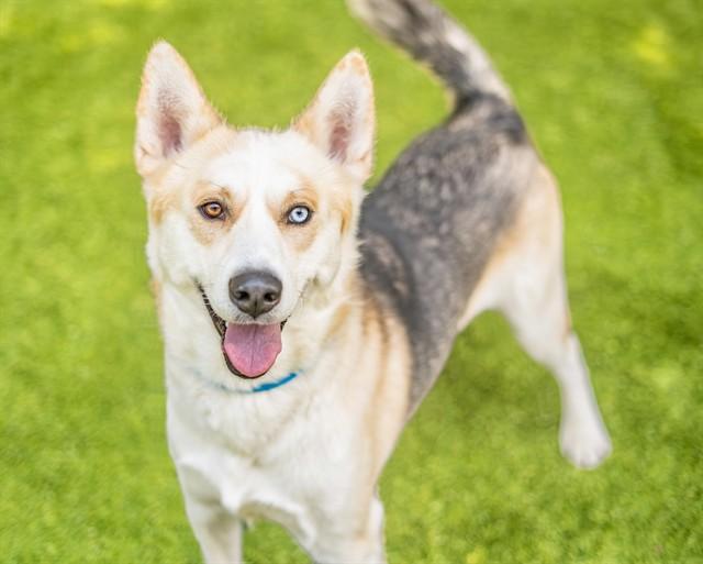 HOPE, Adoptable, Young Male Siberian Husky & Mixed Breed.
