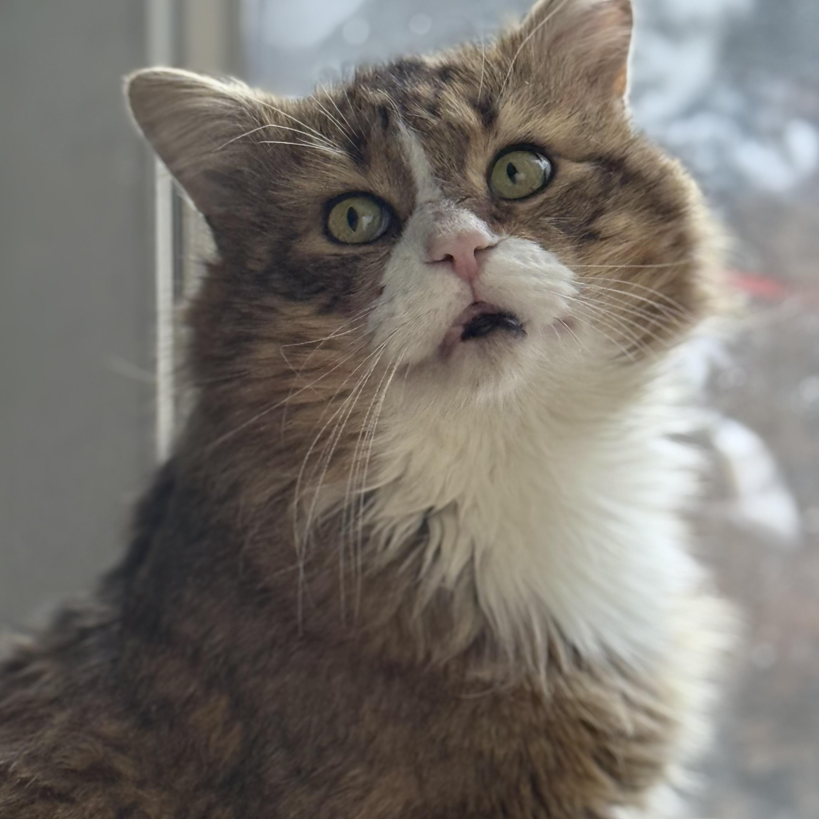 Enlarge Clayton, an adopted Domestic Medium Hair in Westville, NJ image 1/1