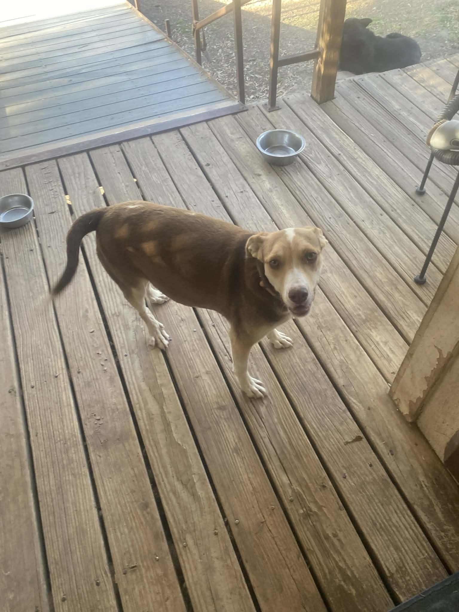 Enlarge Angelo, a ADOPTABLE mixed breed in Uxbridge, MA image 2/2