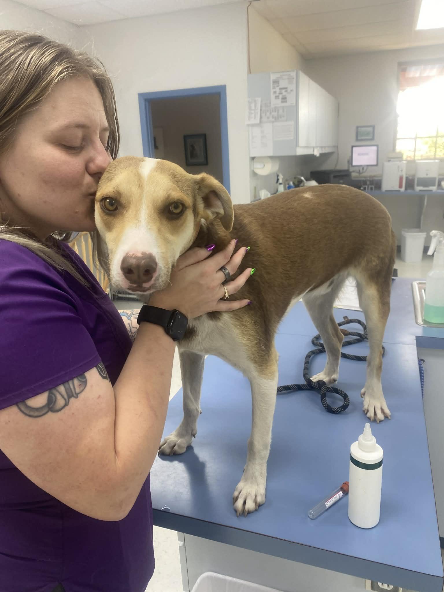 Enlarge Angelo, a ADOPTABLE mixed breed in Uxbridge, MA image 1/2