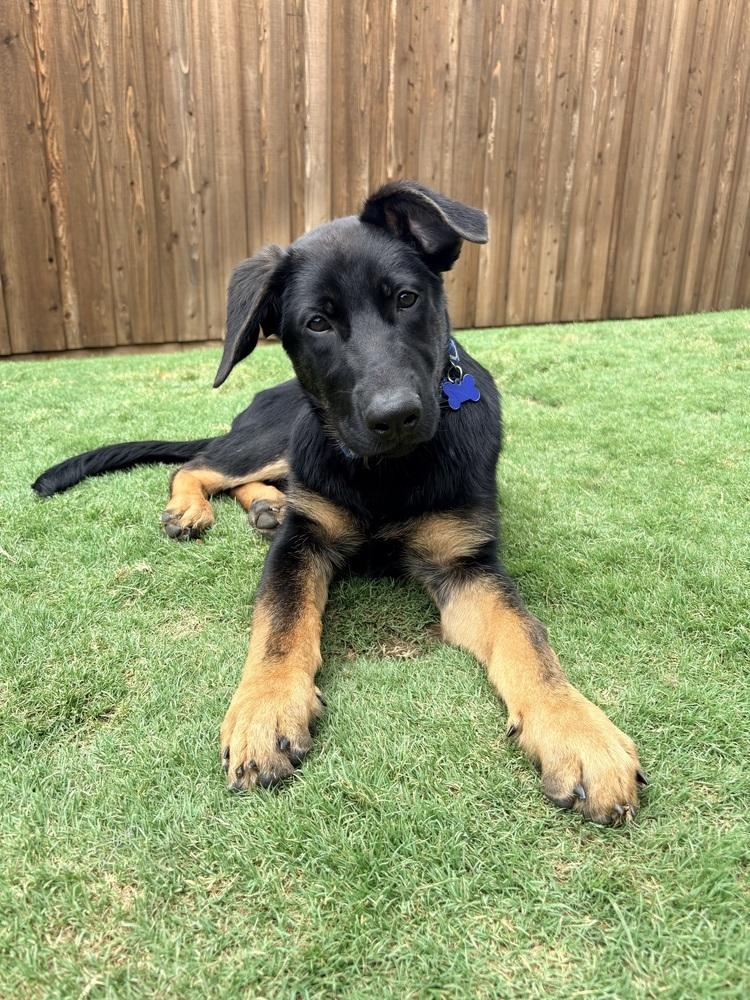 Enlarge Walter, a Adoptable mixed breed in Frisco, TX image 1/6