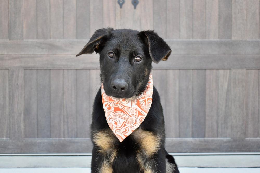 Enlarge Walter, a Adoptable mixed breed in Frisco, TX image 2/6