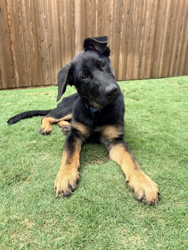 Enlarge Walter, a Adoptable mixed breed in Frisco, TX image 3/6