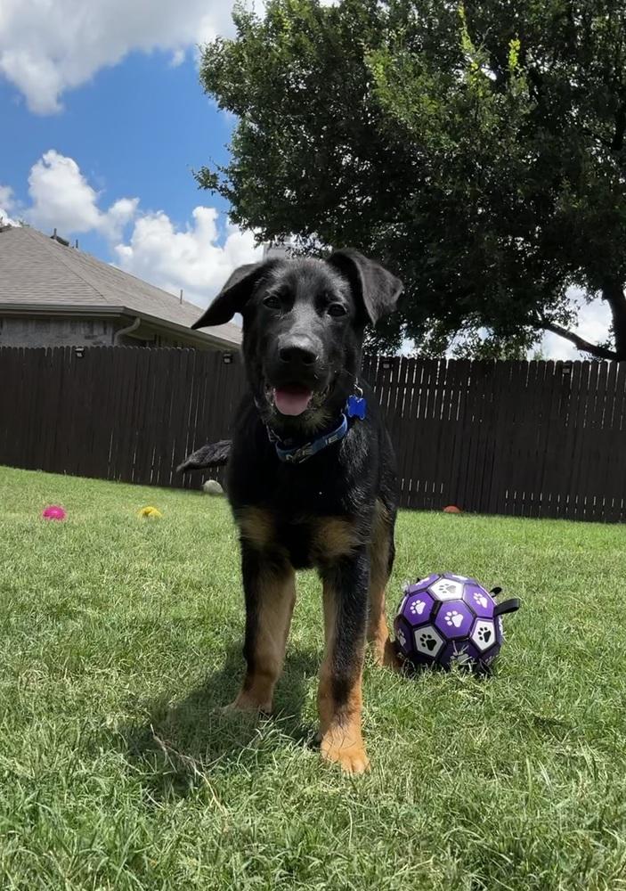 Enlarge Walter, a Adoptable mixed breed in Frisco, TX image 4/6
