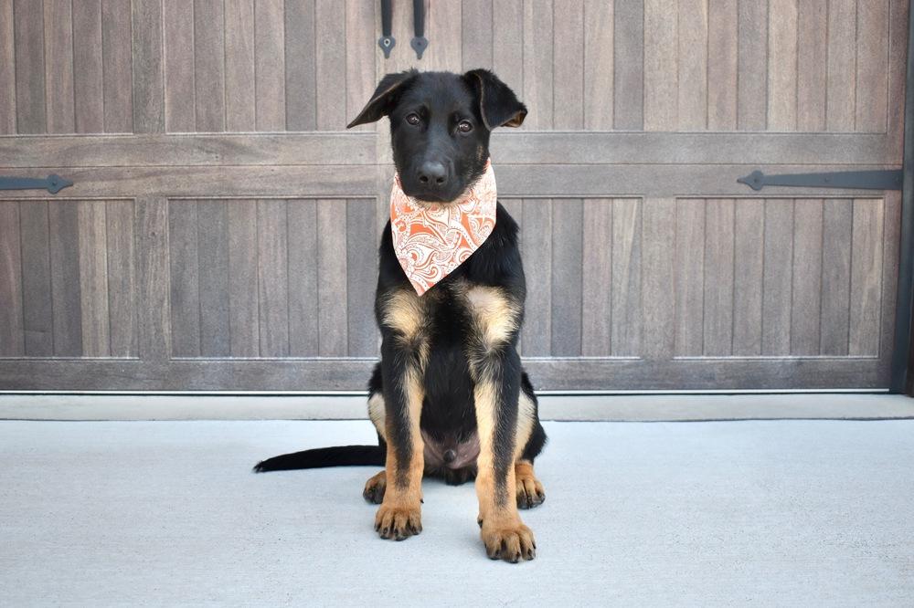 Enlarge Walter, a Adoptable mixed breed in Frisco, TX image 5/6