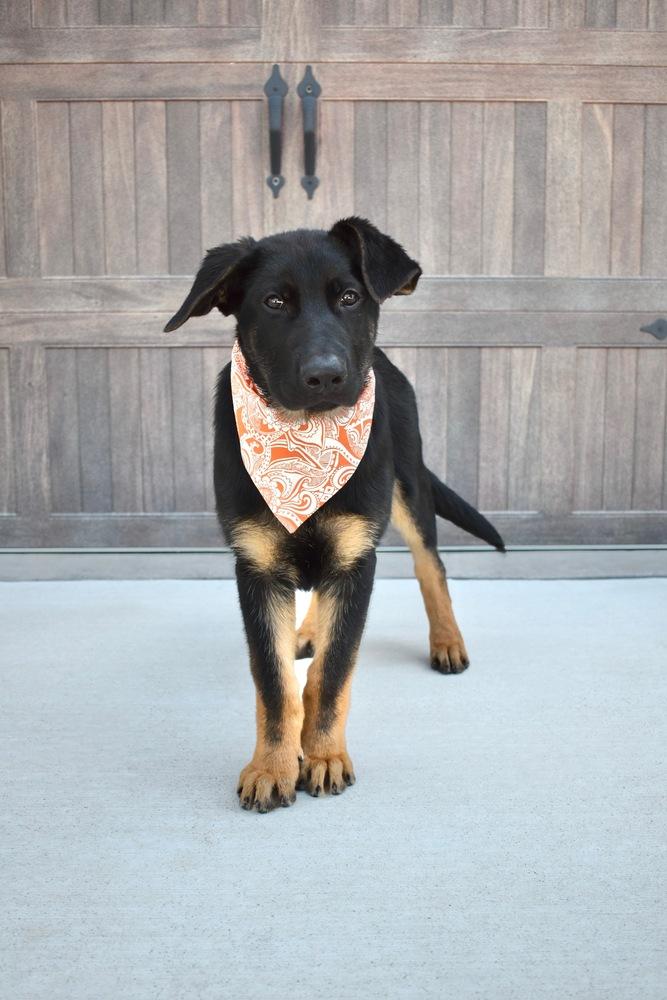 Enlarge Walter, a Adoptable mixed breed in Frisco, TX image 6/6