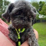 Enlarge Mulan, a Adoptable mixed breed in Sioux City, IA image 2/6