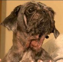 Enlarge Mulan, a Adoptable mixed breed in Sioux City, IA image 4/6