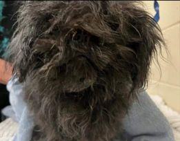 Enlarge Mulan, a Adoptable mixed breed in Sioux City, IA image 5/6