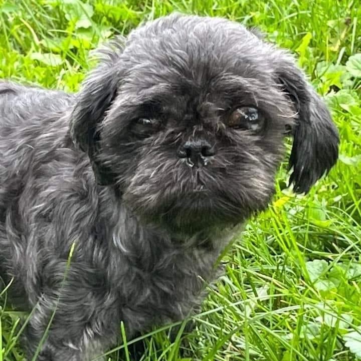 Mulan, Adoptable, Senior Female Pekingese & Shih Tzu.