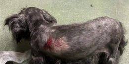 Enlarge Mulan, a Adoptable mixed breed in Sioux City, IA image 6/6