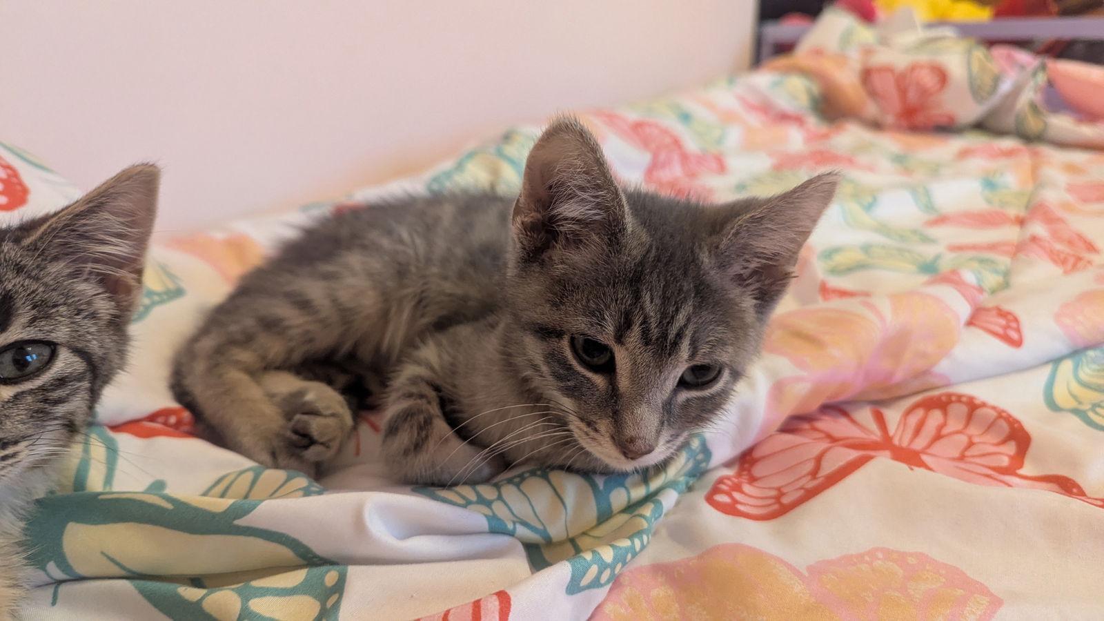 Enlarge Gretel (Greg), a Adopted Domestic Short Hair in hinckley, IL image 1/1