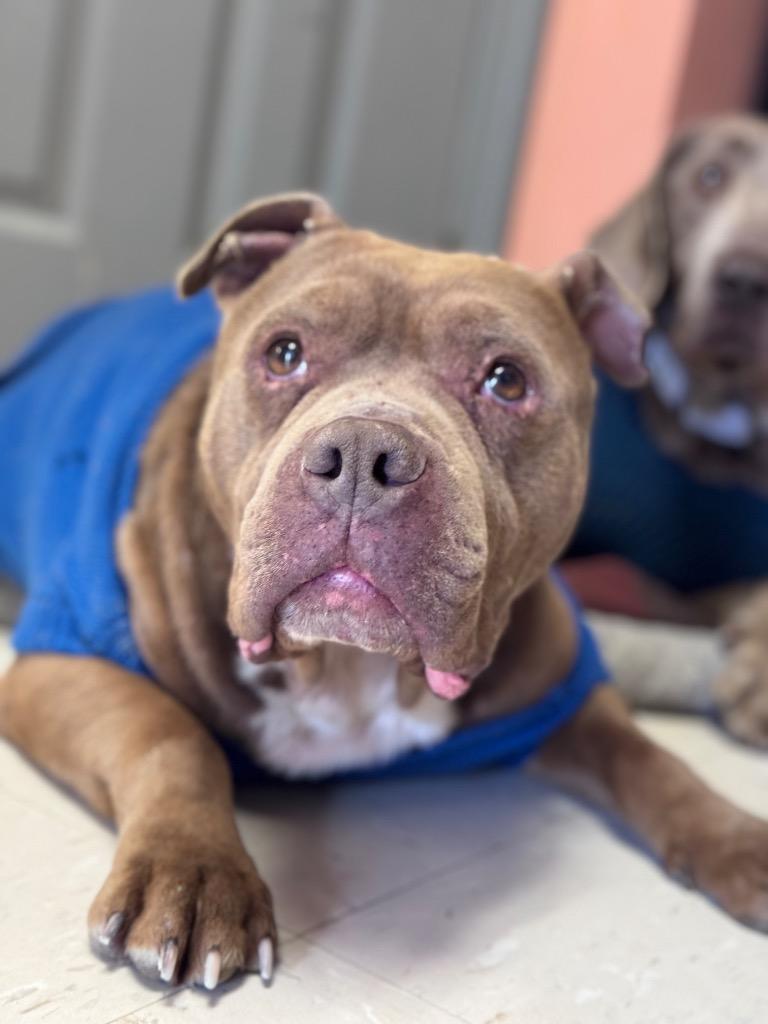 Steve Harvey, Adoptable, Adult Male Mixed Breed.