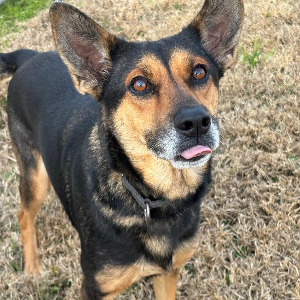 Enlarge Sheba, a Adoptable mixed breed in League City, TX image 1/4