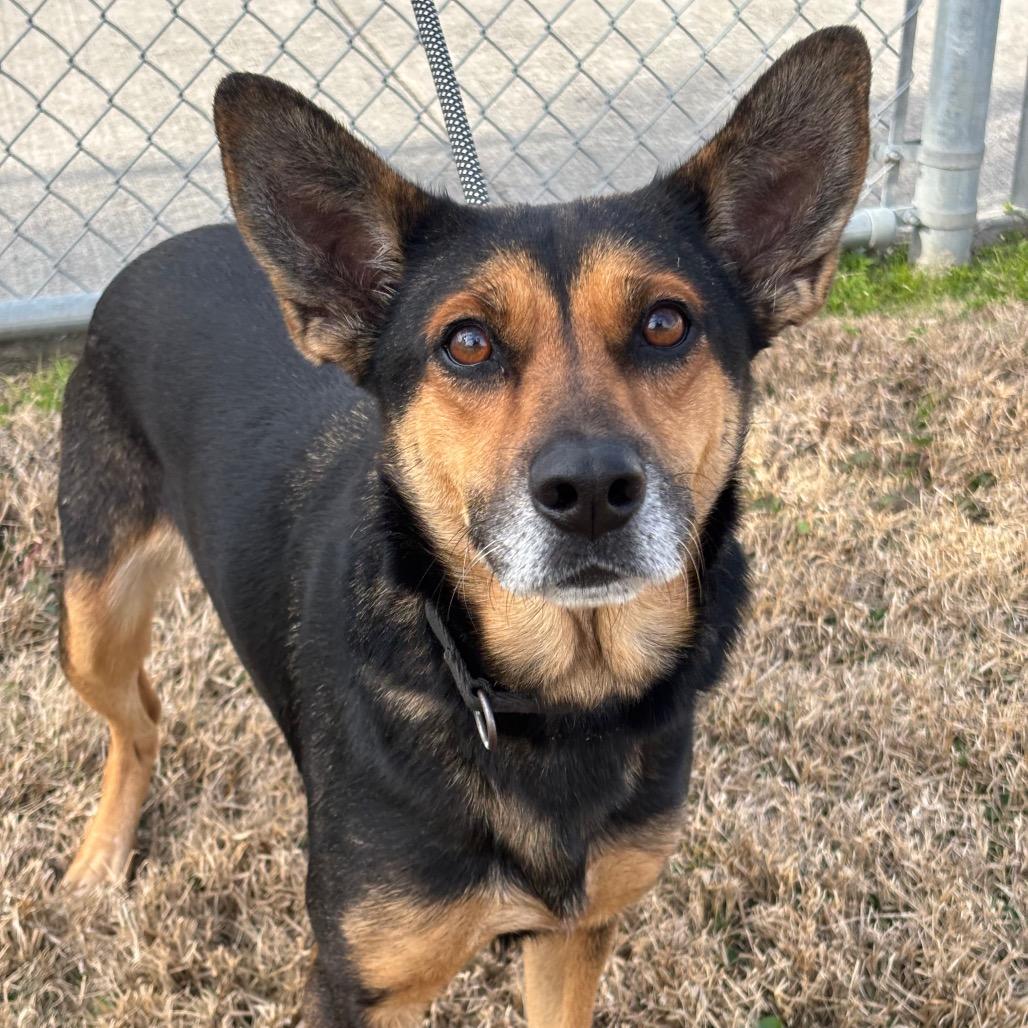 Enlarge Sheba, a Adoptable mixed breed in League City, TX image 2/4