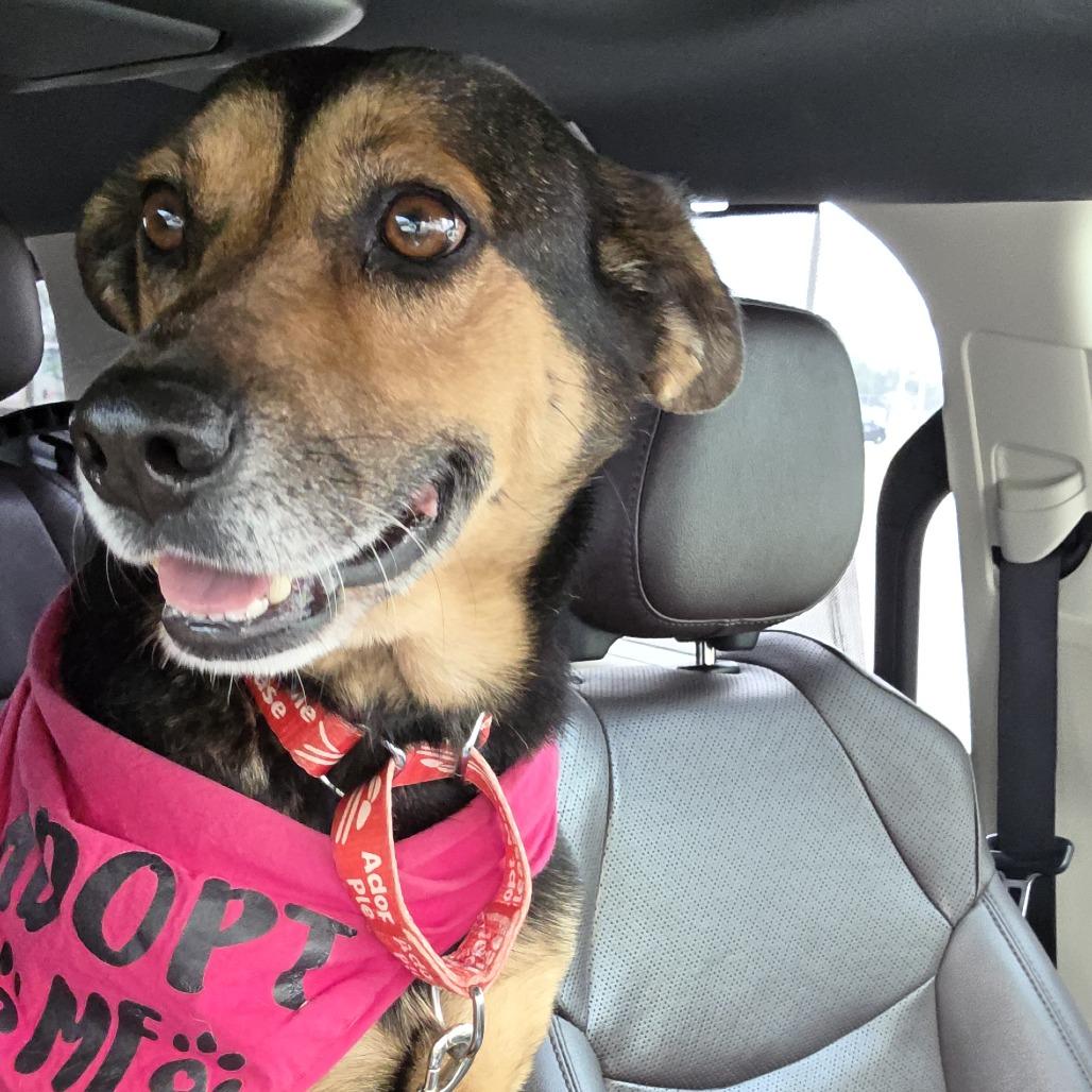 Enlarge Sheba, a Adoptable mixed breed in League City, TX image 3/4