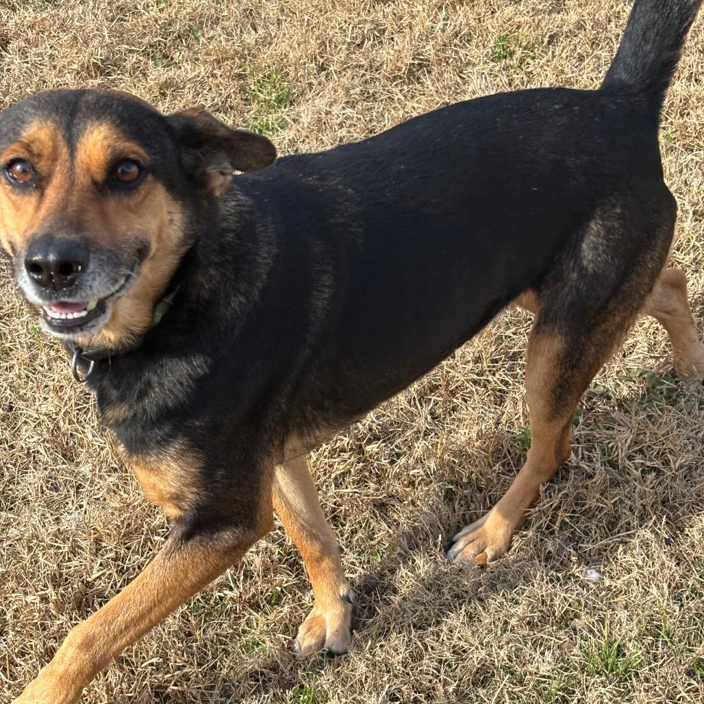 Enlarge Sheba, a Adoptable mixed breed in League City, TX image 4/4