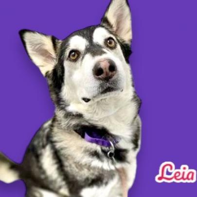 Enlarge Leia, a Adoptable Husky in Scottsdale, AZ image 1/1
